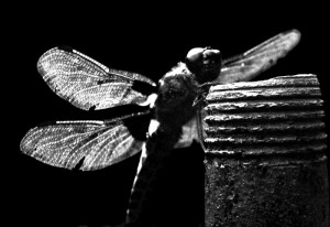 Dragon-fly-3-b&w