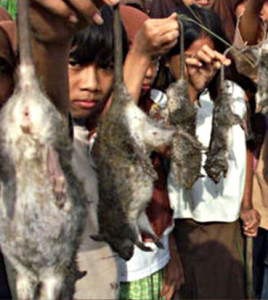 Rats